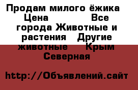 Продам милого ёжика › Цена ­ 10 000 - Все города Животные и растения » Другие животные   . Крым,Северная